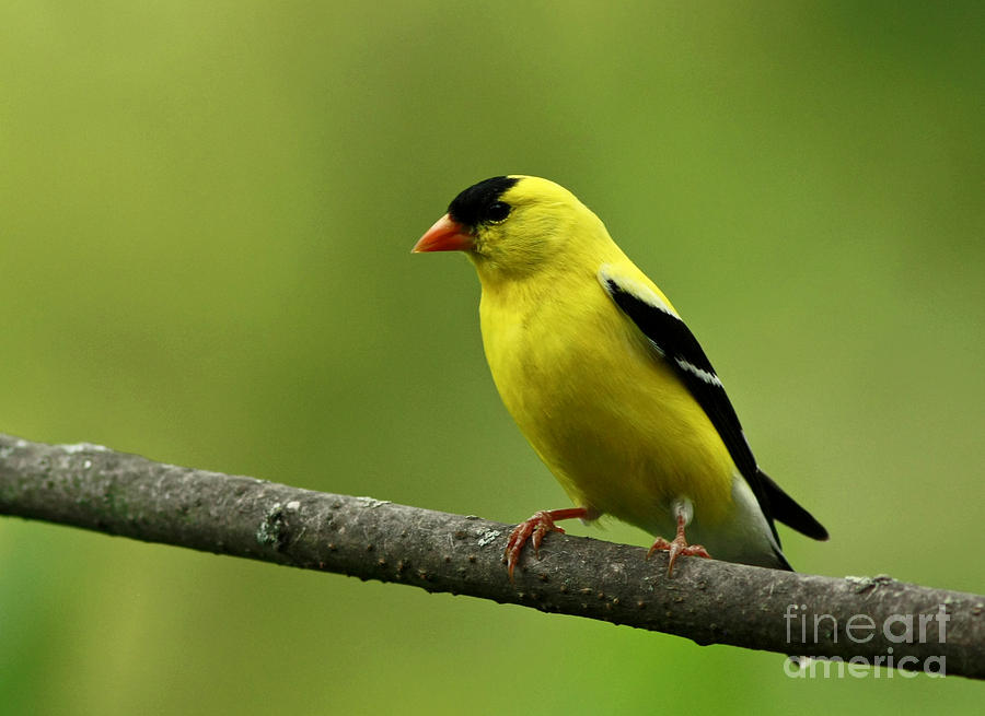 Finch Photograph - Summer Joy by Inspired Nature Photography Fine Art Photography