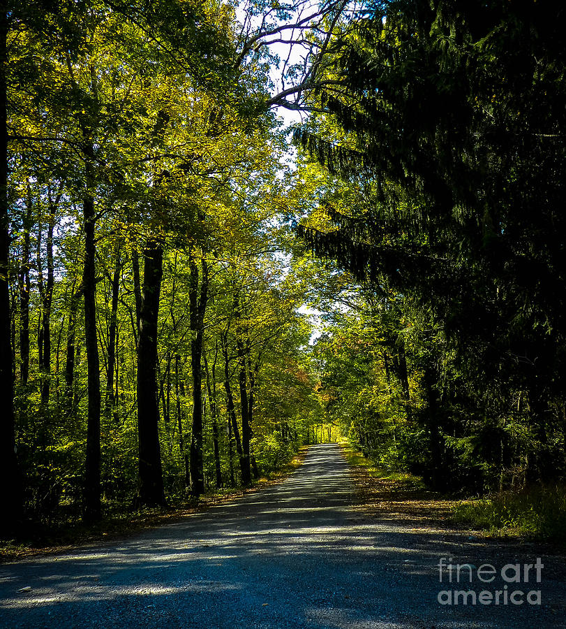 Summer Lane Photograph By Carol A Commins 