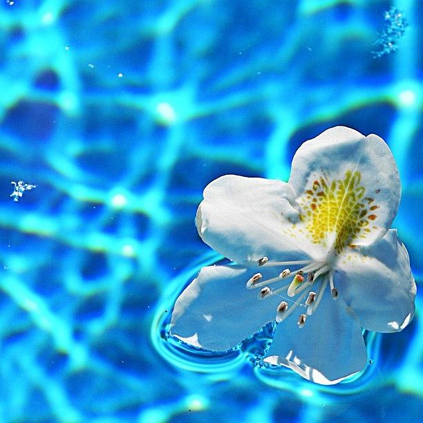 Summer Photograph - Summer Lovin #flower #pool #water by Jessie Schafer