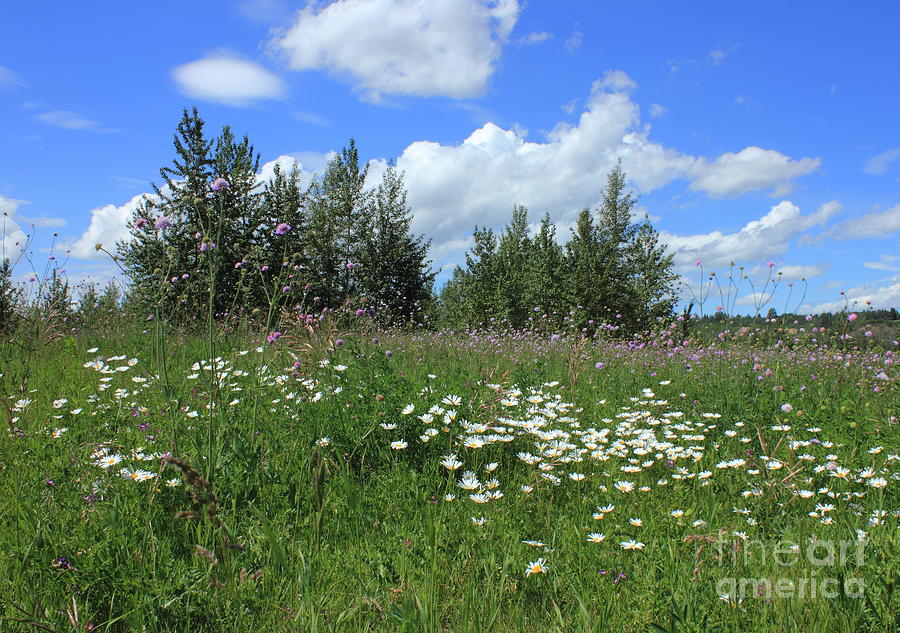 Summer Meadow Photograph by Jim Sauchyn