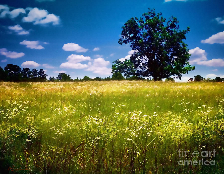 Summer Meadow Photograph by Pat Davidson