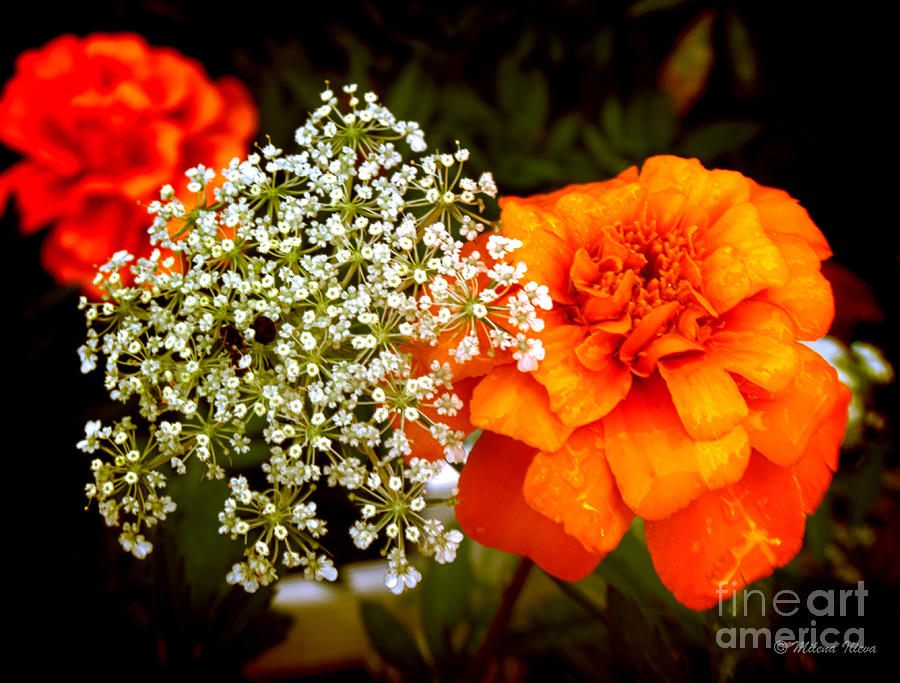 Flower Photograph - Summer by Milena Ilieva