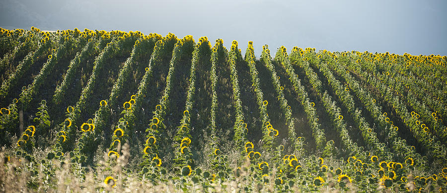 Summer Morning, Sunflower Field Photograph by Stephen Simpson