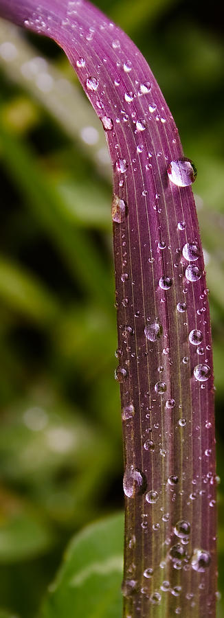 Summer Rain on Purple Grass Photograph by Grant Groberg
