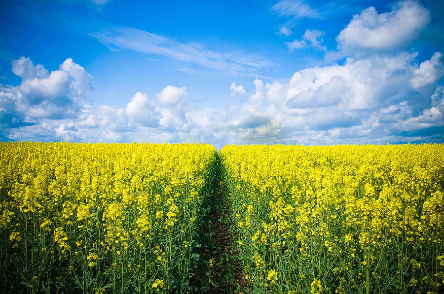 Summer Rape Seed Crops Photograph by Amanda Elwell - Fine Art America