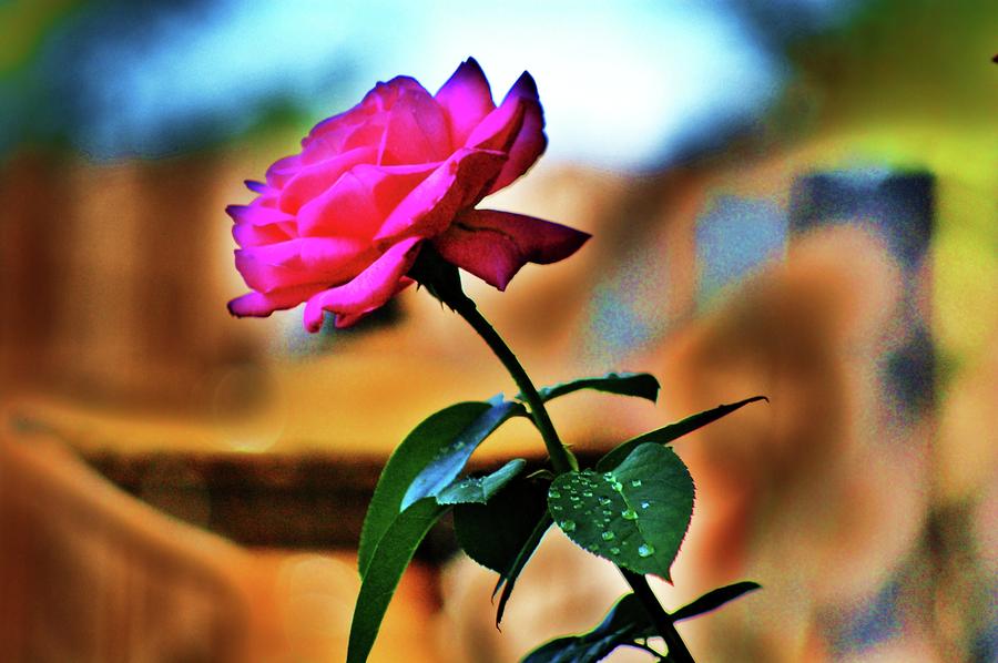 Summer Rose Photograph by Helen Carson