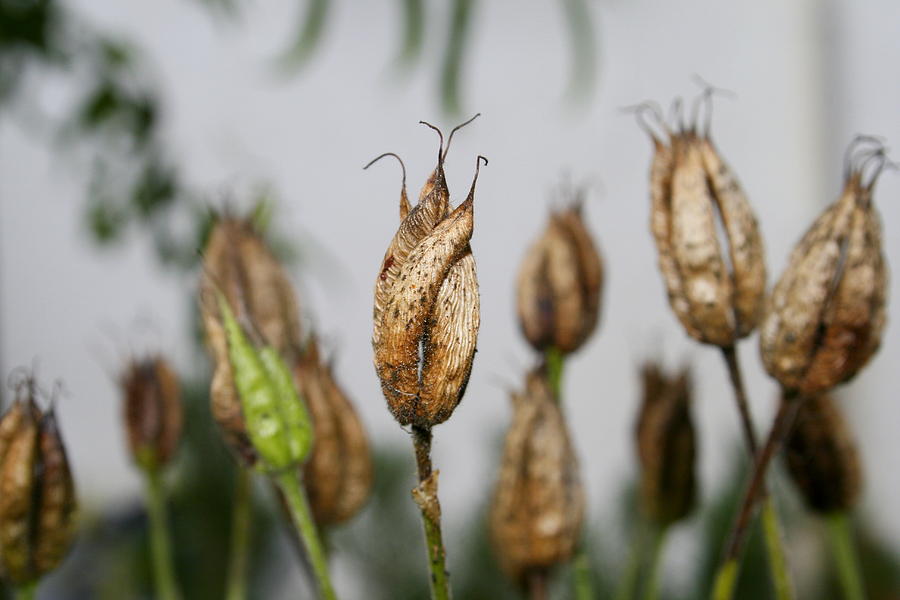 Summer seeds by Harri Spietz Summer seeds by Harri Spietz