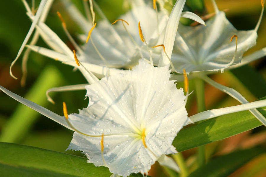 Summer Snowflake by Jose Rodriguez Summer Snowflake by Jose Rodriguez