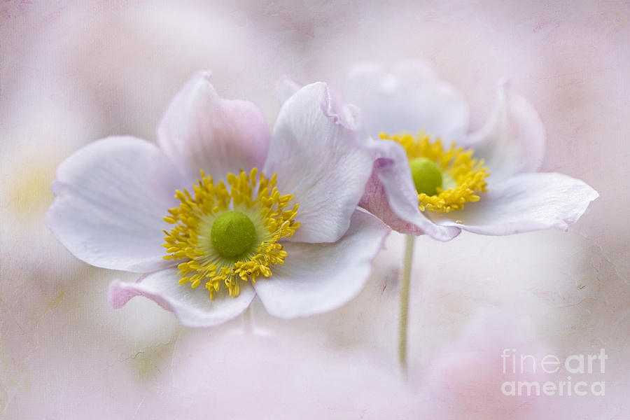 Flower Photograph - Summer Sorbet by Jacky Parker