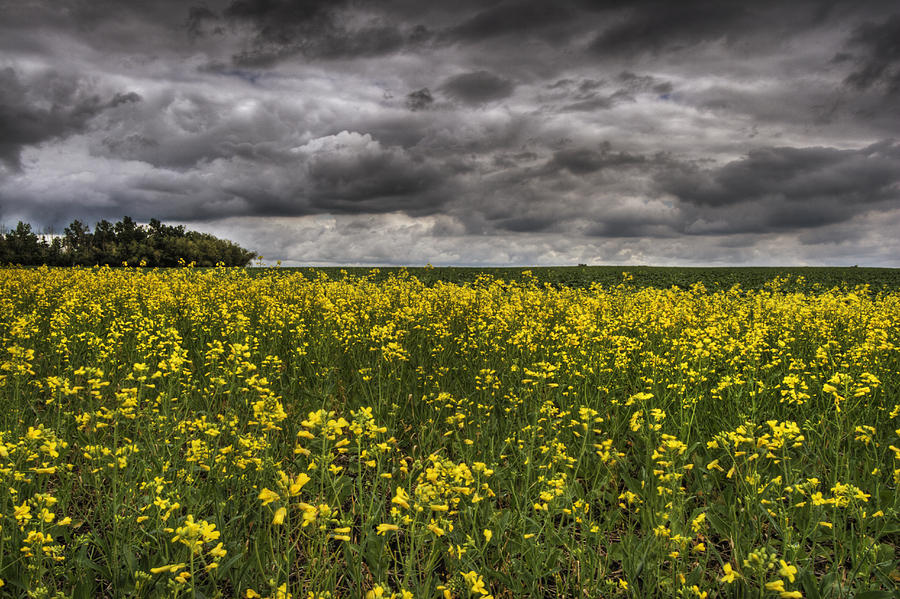 Summer Storm Clouds Over A Canola Field Photograph by Dan Jurak
