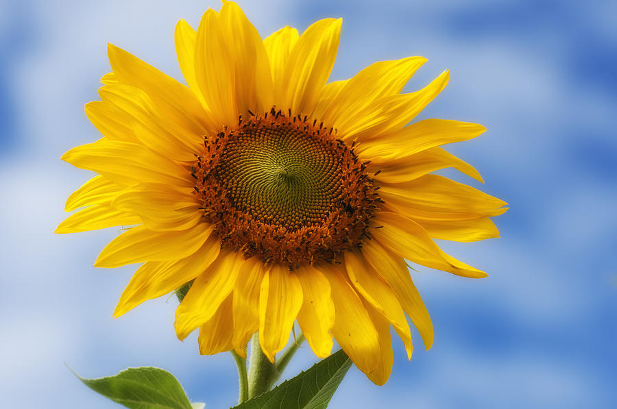 Summer Sun Flower Photograph By Linda Pulvermacher - Fine Art America