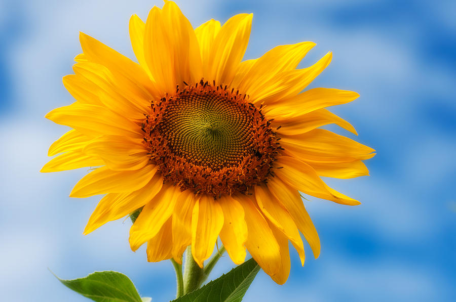 Summer Sunflower Photograph by Linda Pulvermacher - Fine Art America