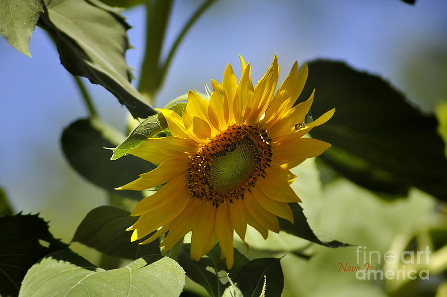 Summer Sunflower Photograph by Nava Thompson