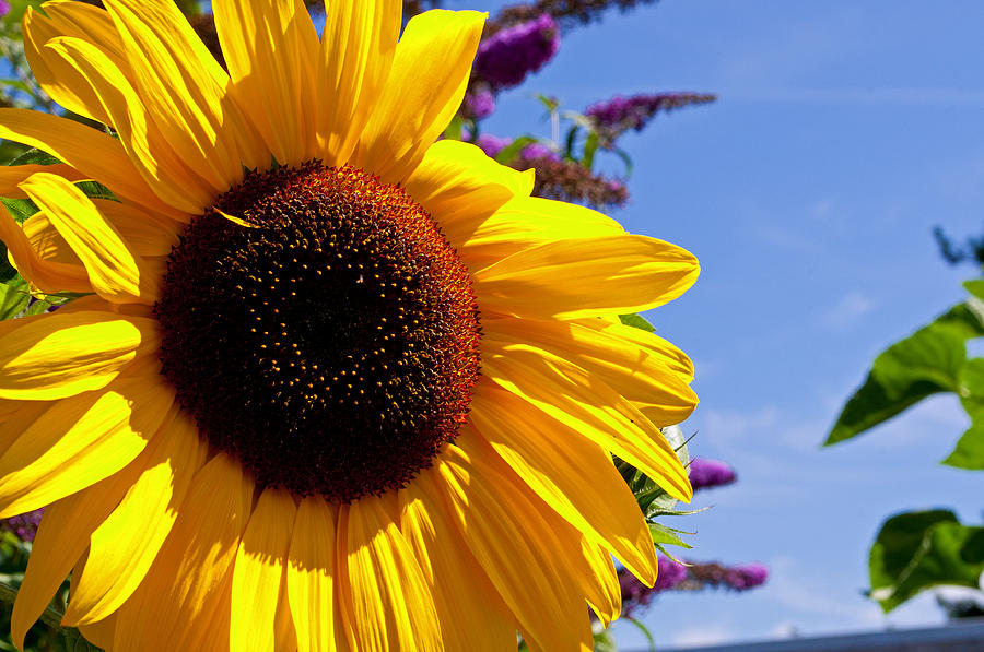 Summer Sunflower Photograph by Tikvahs Hope
