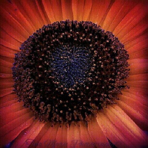 Summer Photograph - Summer Sunflower by Tina Marie