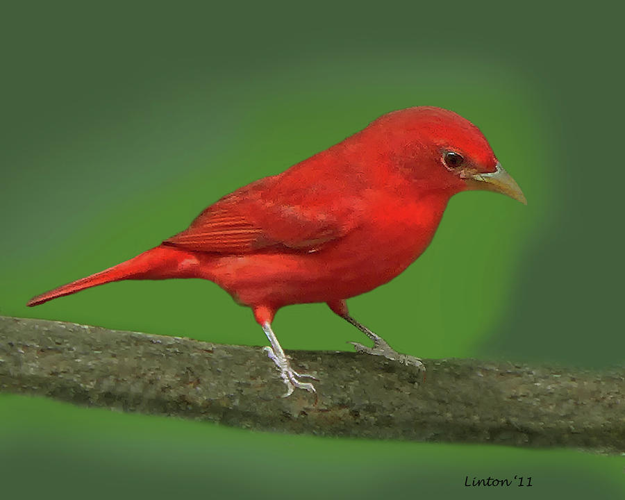 Summer Tanager Photograph by Larry Linton