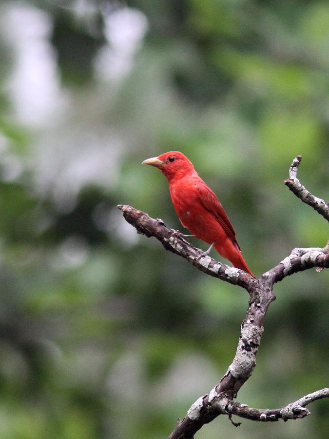 Summer Tanager Photograph - Summer Tanager by Travis Truelove