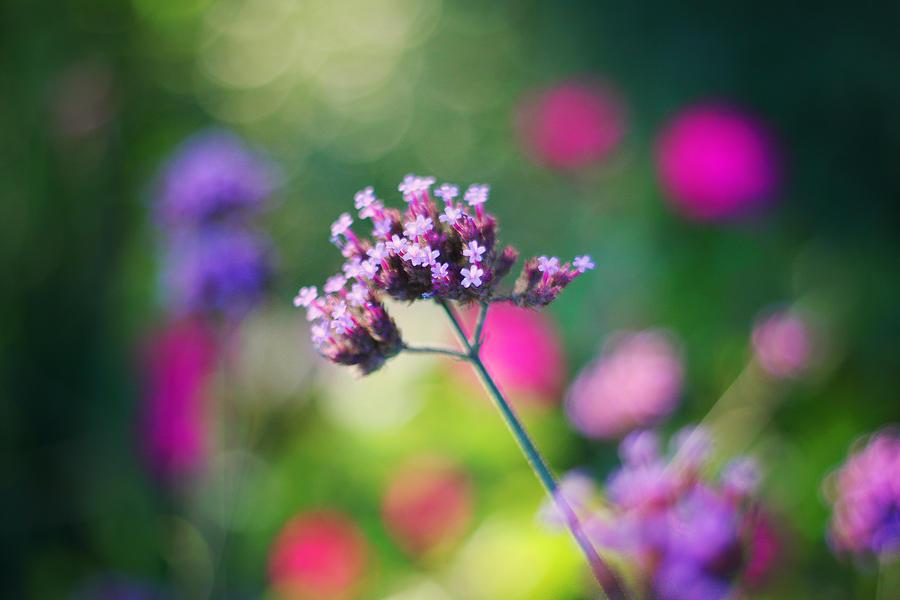 Flowers Still Life Photograph - Summer Verbena by Amy Tyler