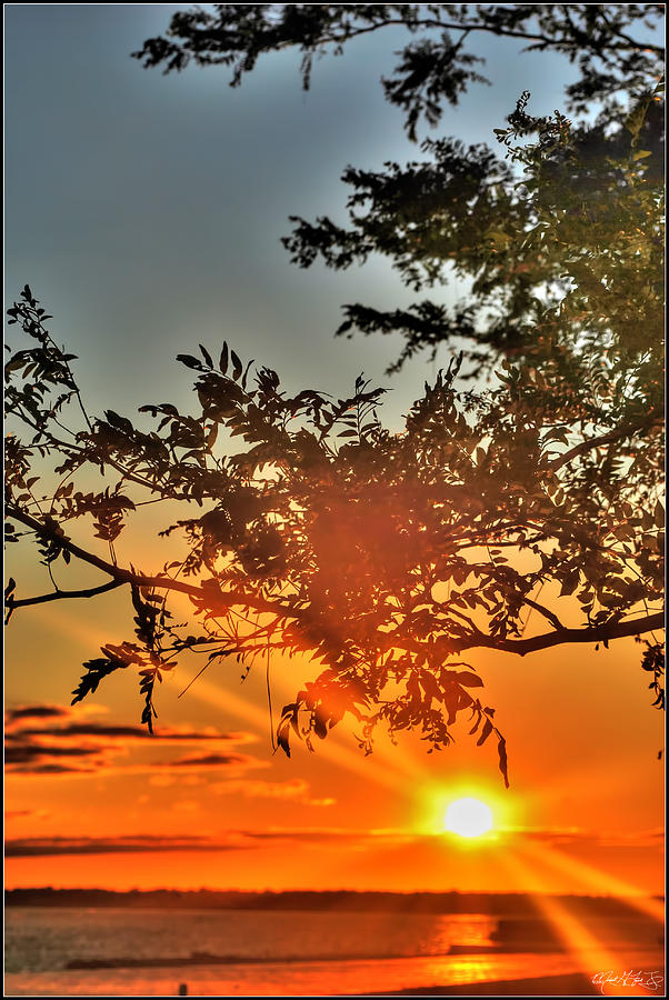 Summers Breeze Sunsets Through Tress Photograph
