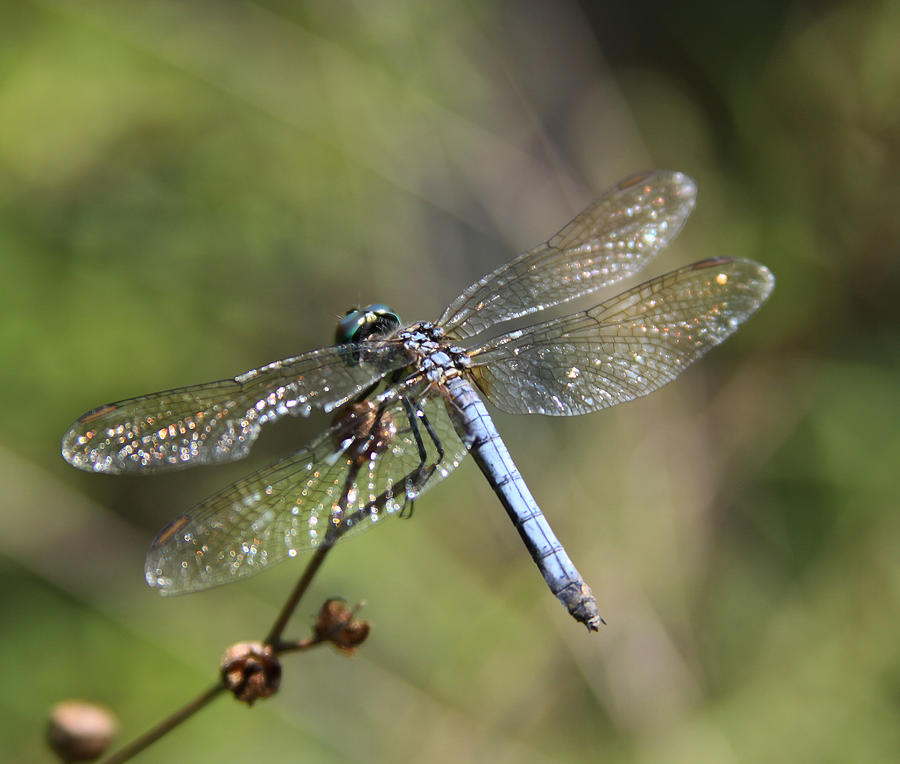 Summer's Wing Photograph by Theresa Johnson - Fine Art America