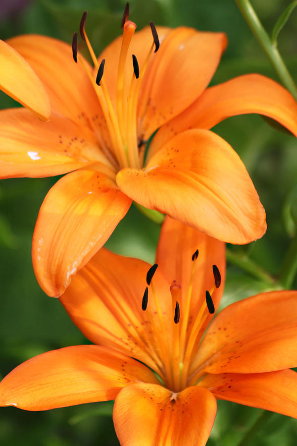 Sun and Flowers Photograph by Mark France - Fine Art America