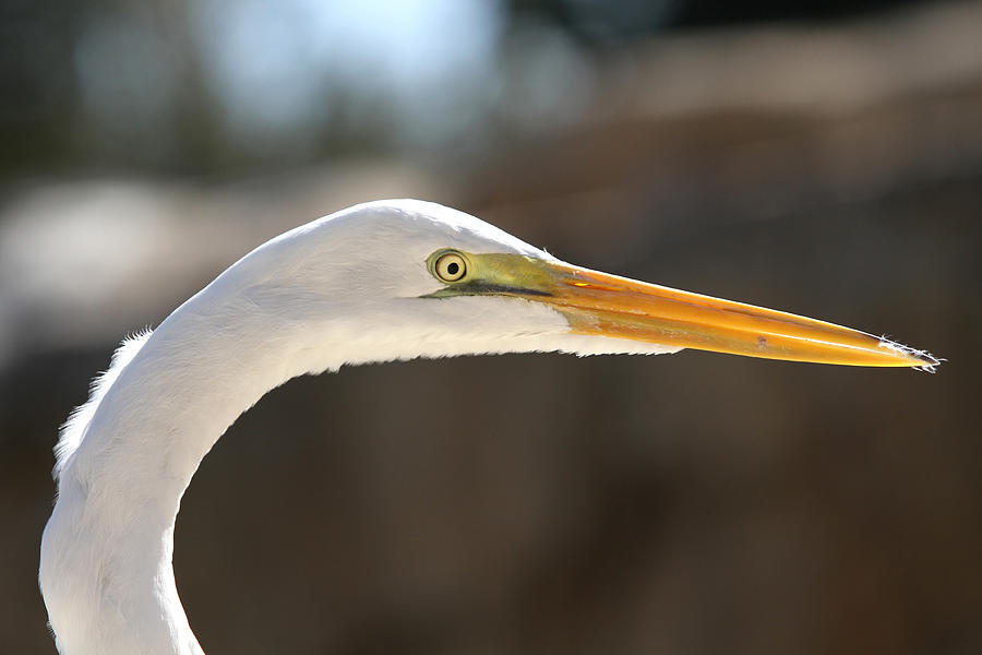 White Bird Photograph - Sun Basker by Jose Rodriguez White Bird Photograph - Sun Basker by Jose Rodriguez