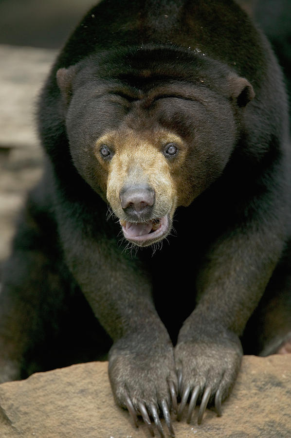 Sun Bear Helarctos Malayanus Portrait Photograph by Cyril Ruoso
