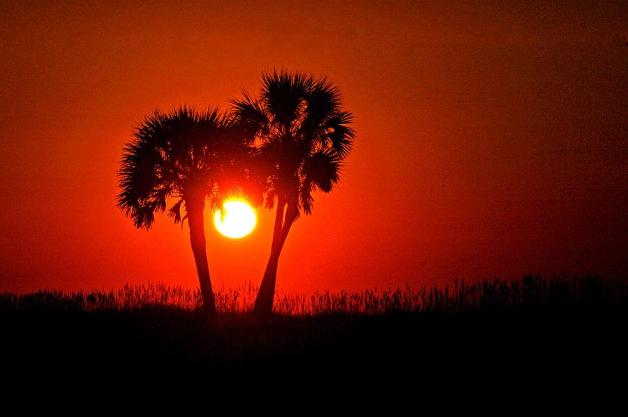 Sun Between 2 Palms Digital Art by Michael Thomas