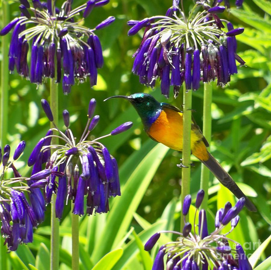 Sun Bird Photograph by Lynn Bolt