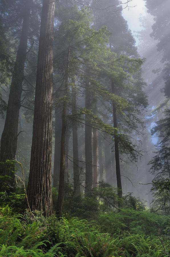 Redwood National Park Photograph - Sun Breaking on Redwoods by Greg Nyquist