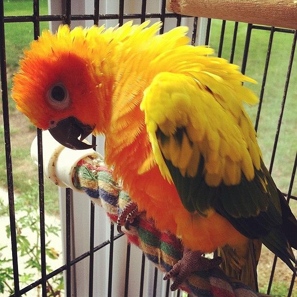 Feather Photograph - Sun Conure Showing Off #bird #parrot # by Lisa Thomas