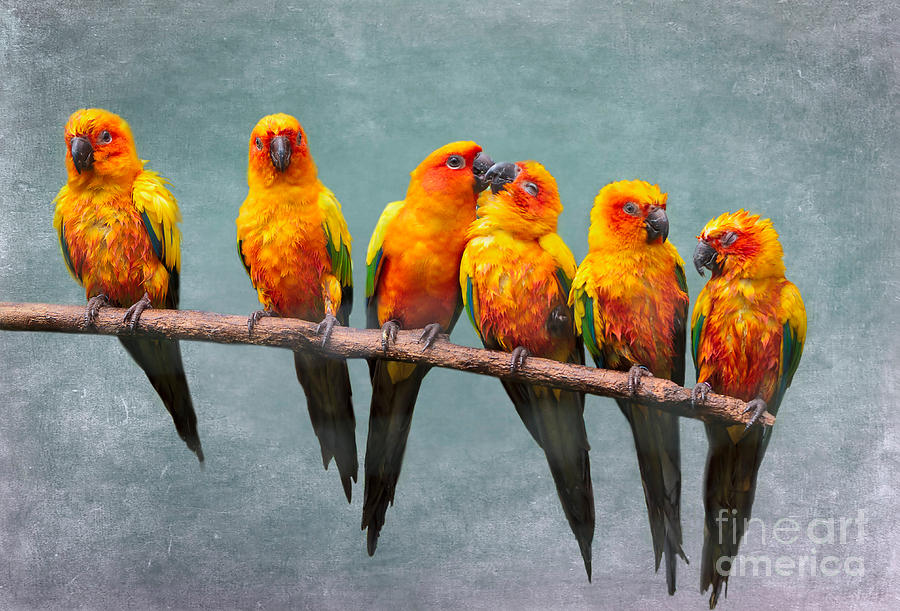Sun Conures Photograph by Louise Heusinkveld