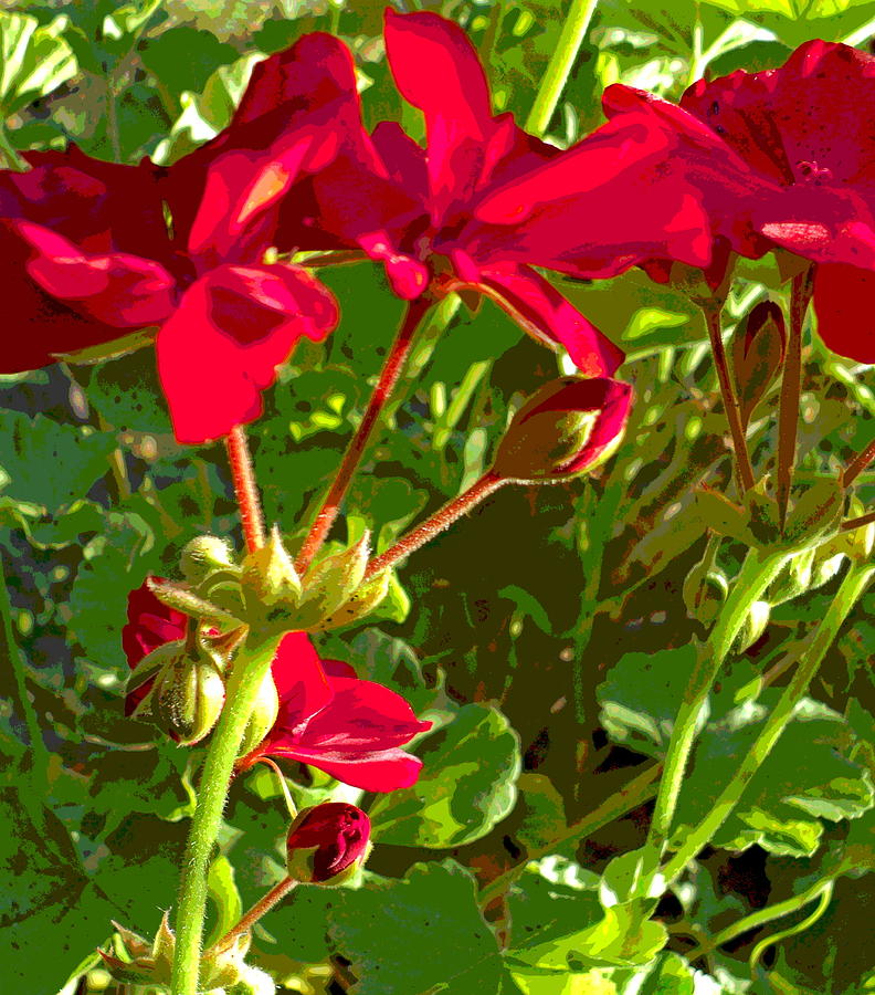 Sun Dappled Geranium Flower Buds and Leaf Photograph by Padre Art