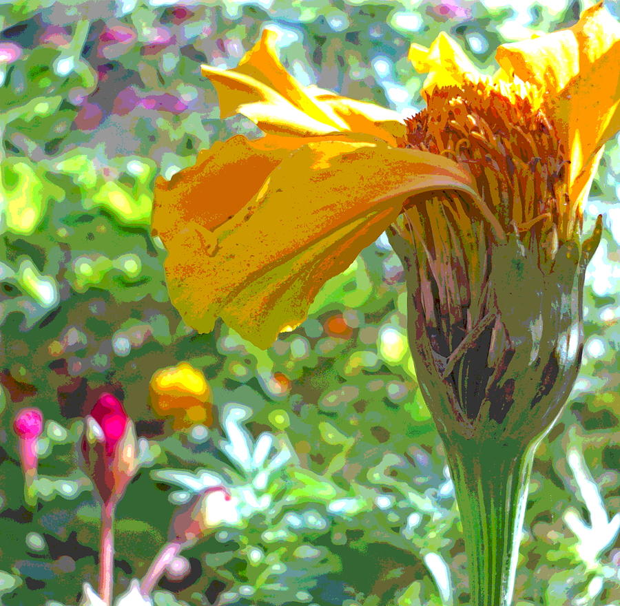 Sun Dappled Marigold and Geranium Flowers Photograph by Padre Art