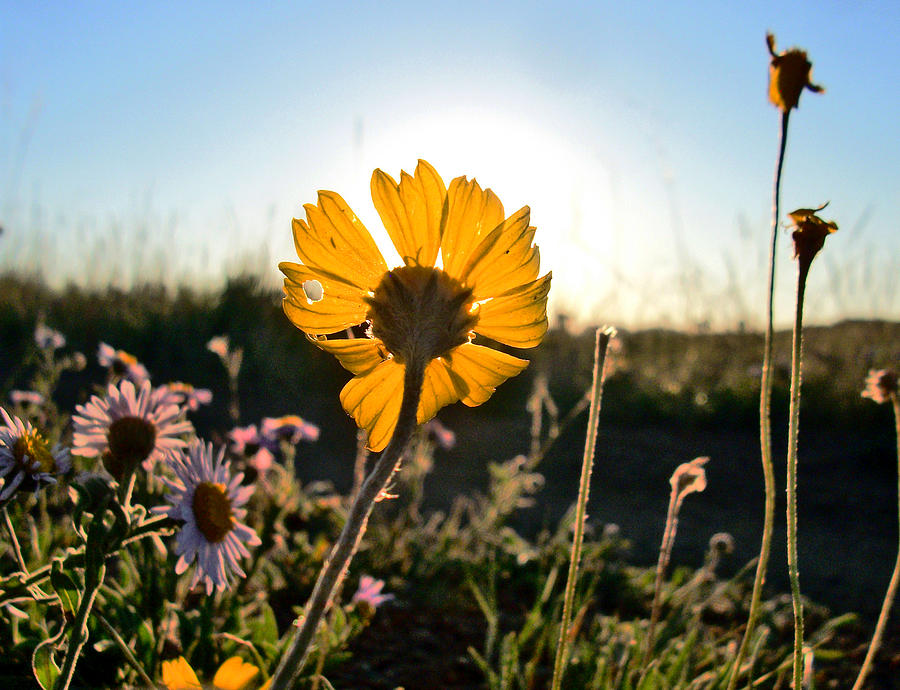 Flowers Still Life Photograph - Sun feast by Wesley Hahn
