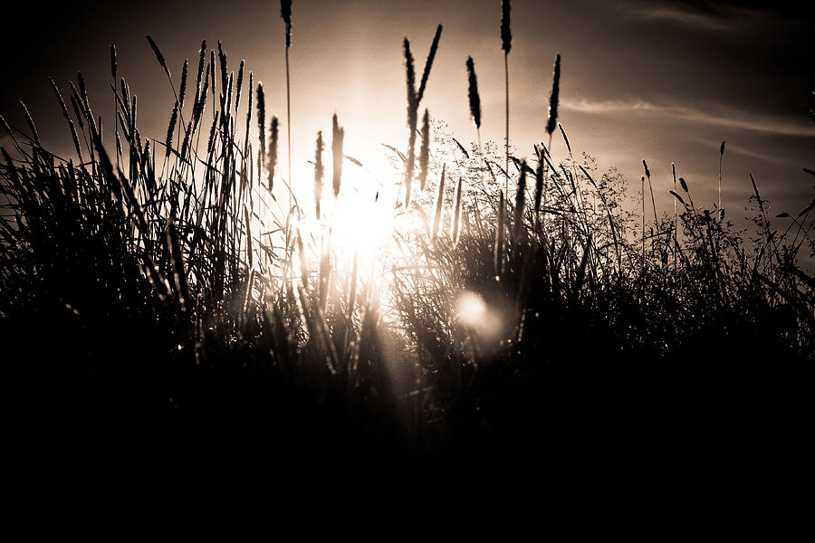 Sun Flare Through Grass Photograph by Anthony Doudt