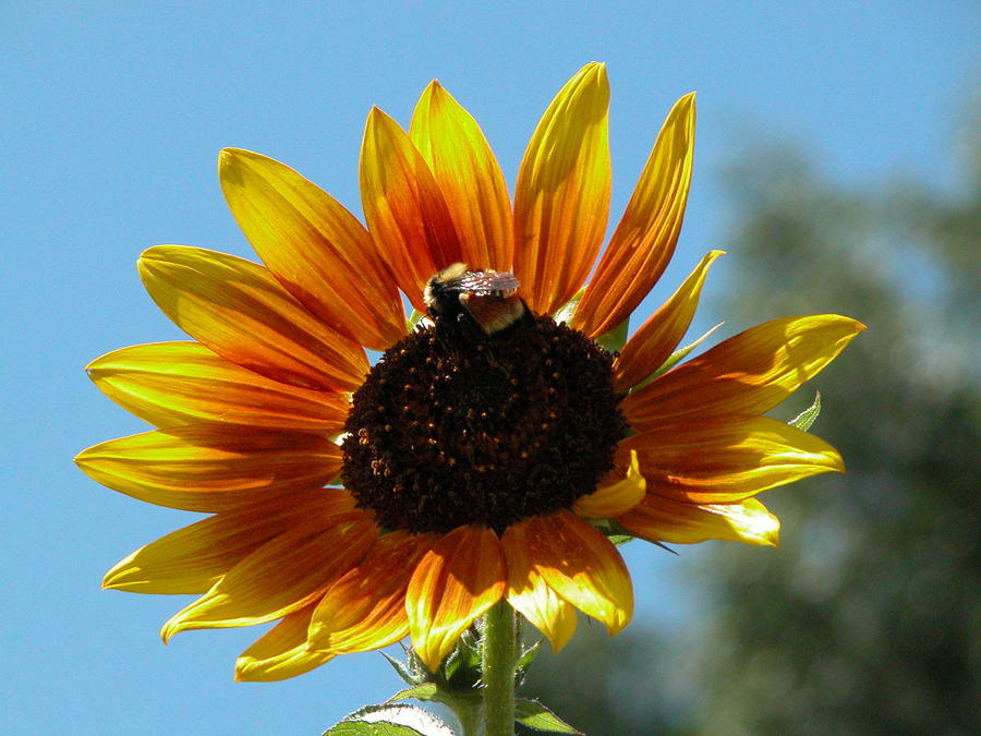 Sun Flower - Bumble Bee Photograph by Shawn Davies - Fine Art America