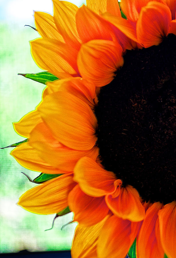 Sun Flower Digital Art by Charles Muhle