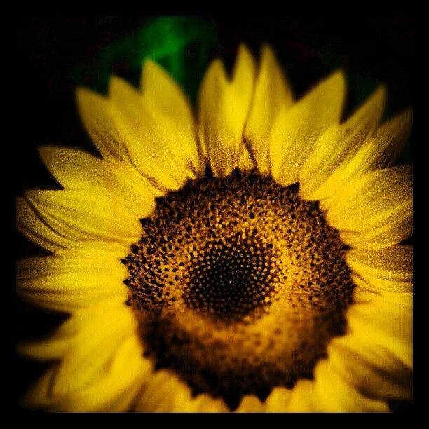 Sun Flower Gone With The Wind Photograph by Sarah Pratt Harvanek
