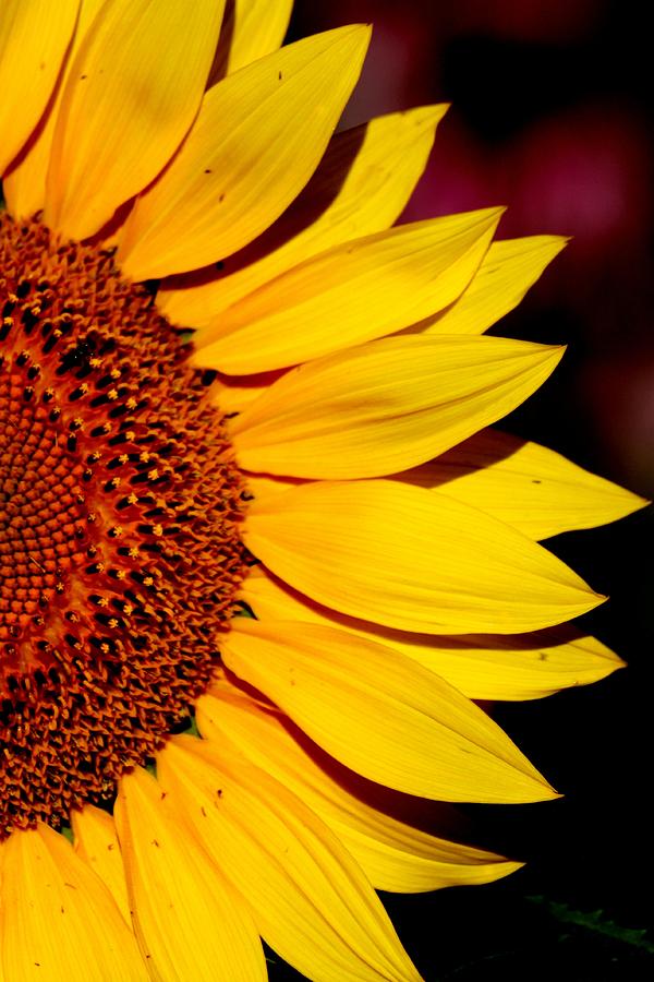 Sun Flower Photograph by Rick Rauzi