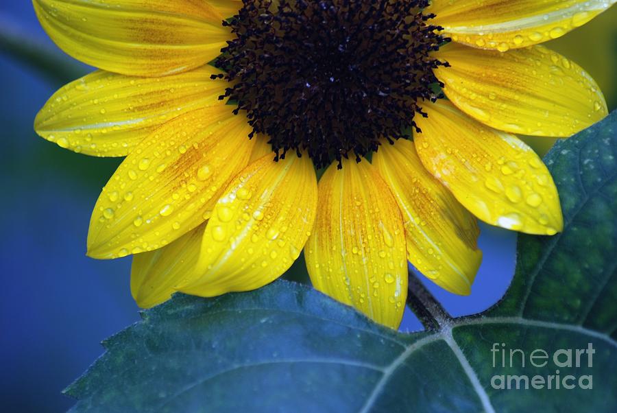 Sun Flower Photograph by Ronald Grogan