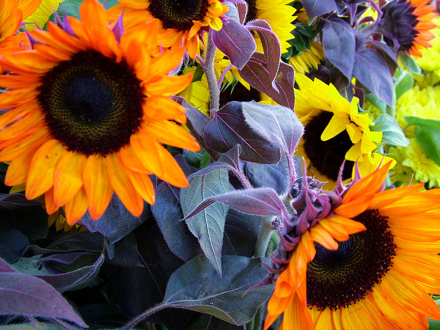 Sunflower Photograph - Sun Flower Sunday by John Loyd Rushing