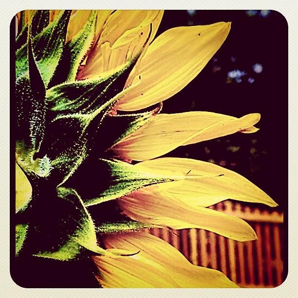 Sunflower Photograph - #sun #flower #sunflower #yellow #green by Andrea Stocker