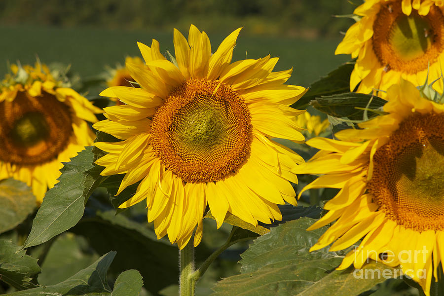 Sun Flower Photograph by William Norton