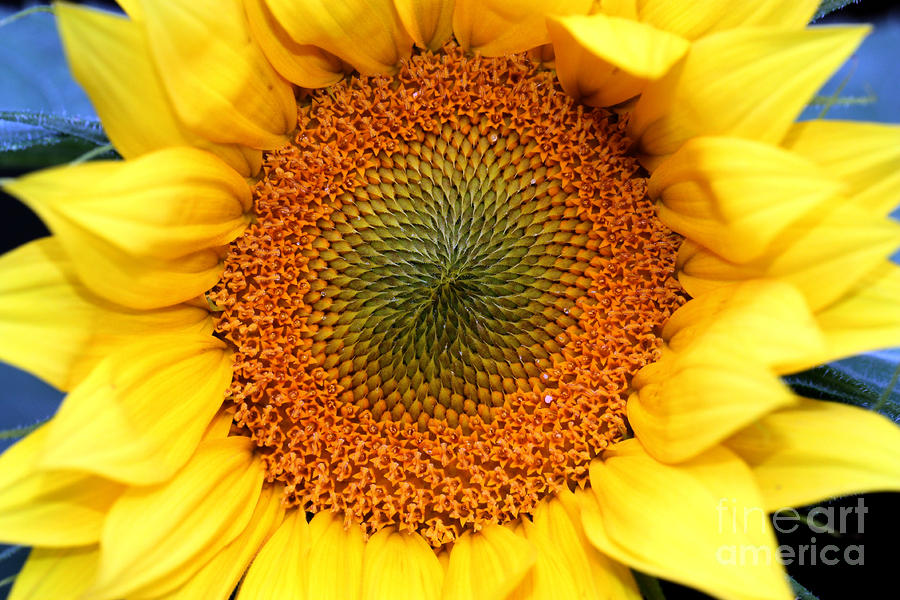 Sun Flower2 Photograph by Nick Gustafson