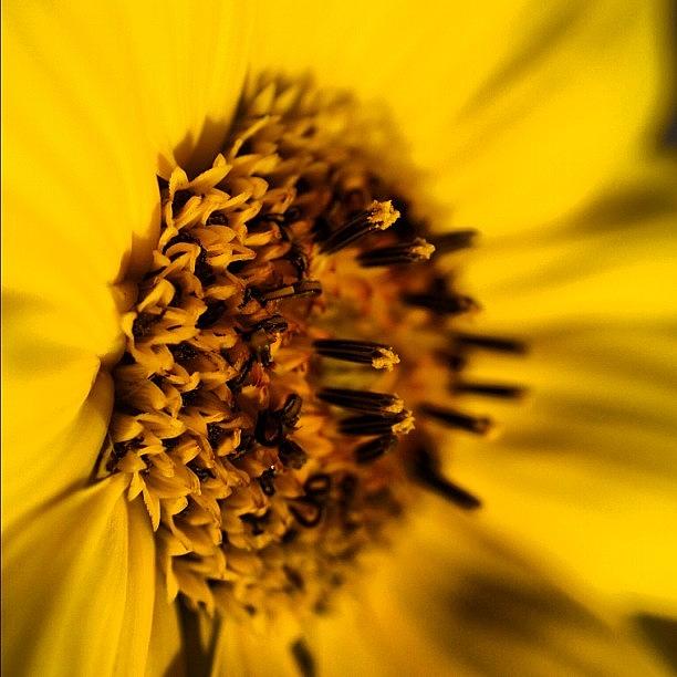 Sunflower Photograph - Sun Flowers Are Just Beautiful by Daniel Jongue