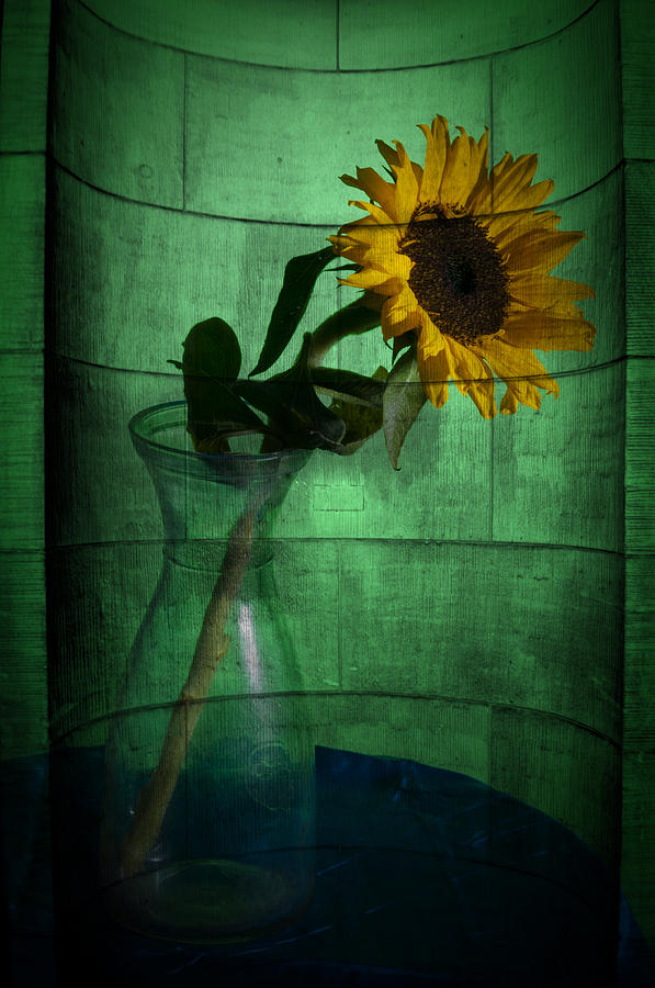 Sun flowr textured Photograph by Nathan Wright
