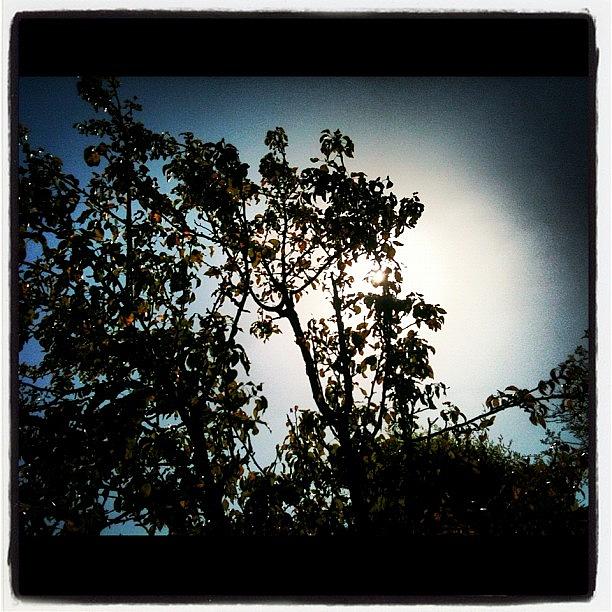 Summer Photograph - #sun In The #dark ? 
#light #tree by Nick Cooper