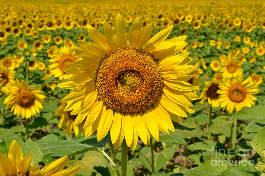 Sunflower Digital Art - Sun King by Eva Kaufman