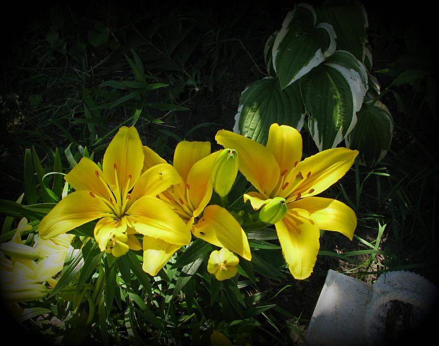 Flowers Still Life Photograph - Sun Kissed Lilies by Victoria Sheldon